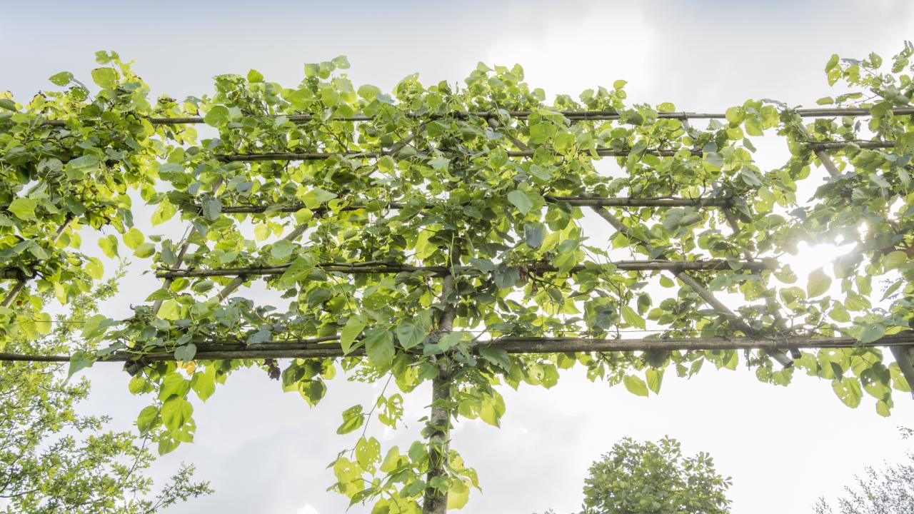 Exposant Van Den Akker Bomen - Leiboomspecialist Voorjaar 2024 BEURS EIGEN HUIS