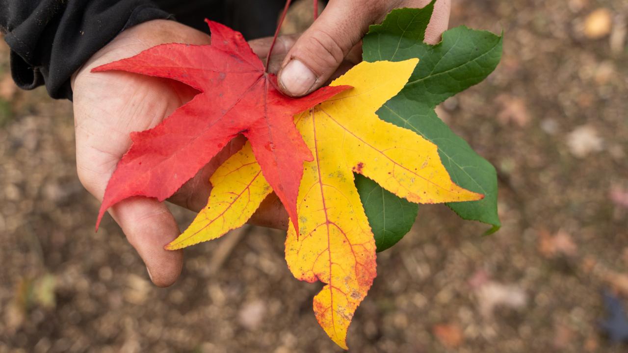 Exposant Van Den Akker Bomen - Leiboomspecialist Voorjaar 2024 BEURS EIGEN HUIS
