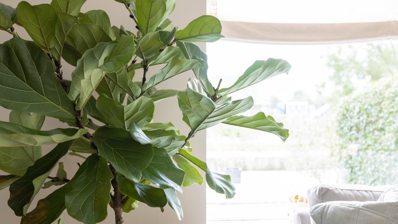 Exposant Green Bubble Voorjaar 2024 BEURS EIGEN HUIS