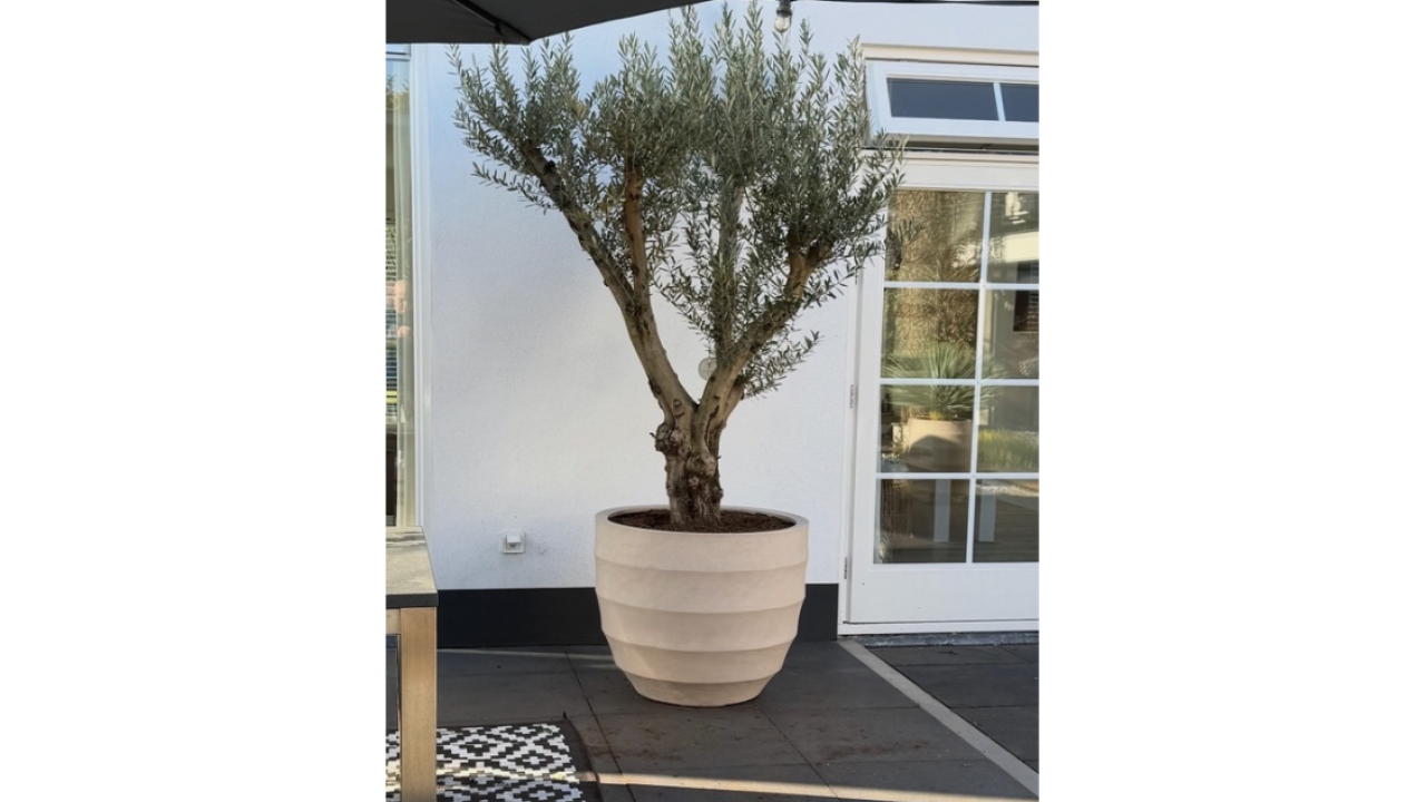 Exposant Palmgarden Voorjaar 2026 BEURS EIGEN HUIS