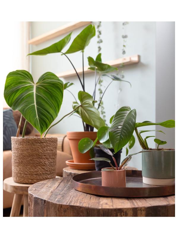 planten, kamer, natuur, interieur, inspiratie, kamerplanten, woonkamer, realiseer je droomhuis