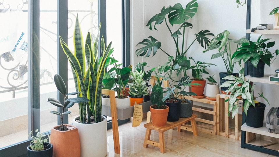 Kamerplanten inspiratie droomhuis
