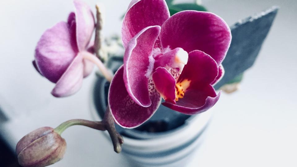 Planten in huis kamerplant droomhuis blog