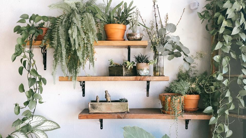 Planten interieur trend REALISEER JE DROOMHUIS