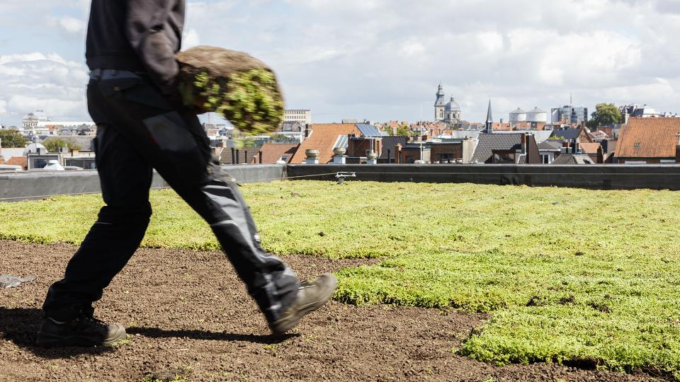 Sedumdak groendak groen duurzaam wonen REALISEER JE DROOMHUIS