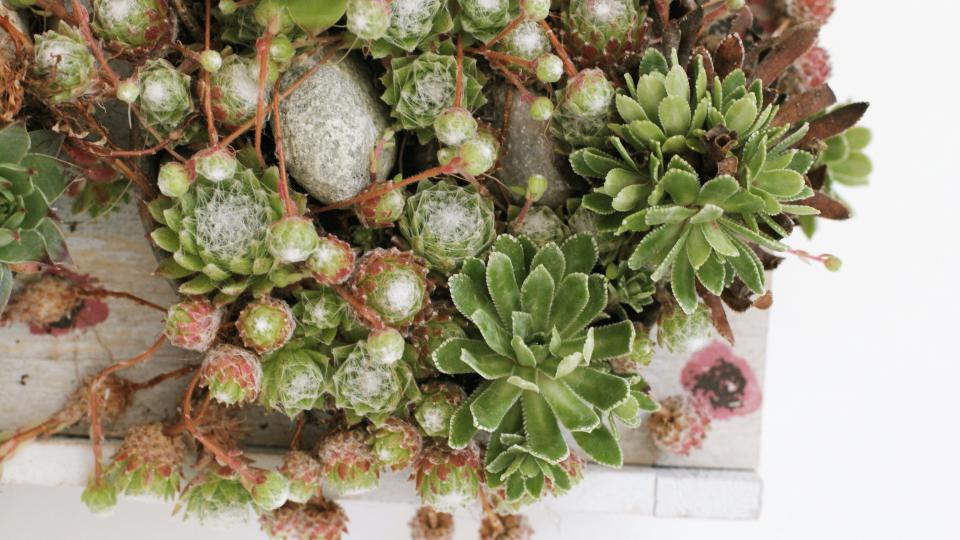 groen sedum dak realiseer je droomhuis