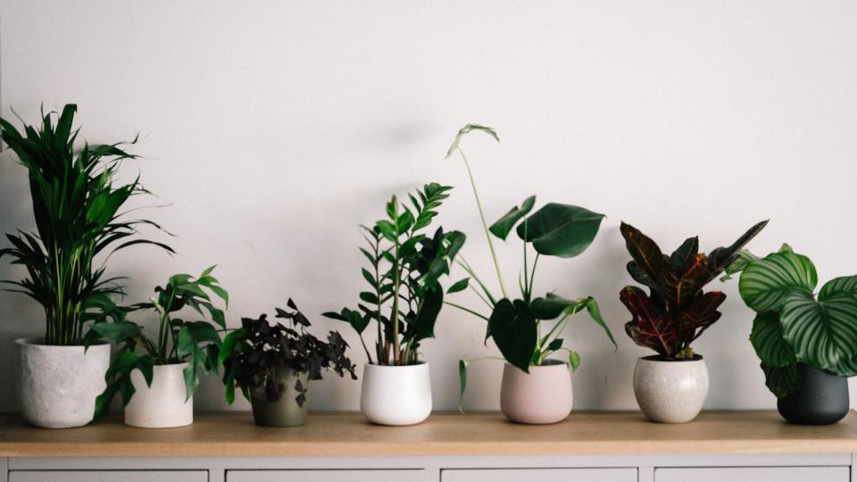 planten  realiseer je droomhuis