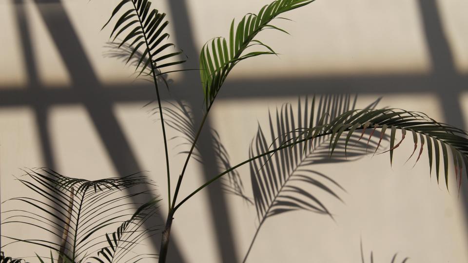 schaduw palm realiseer je droomhuis