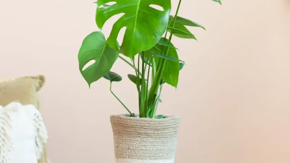 BLOG DB Online Marketing NJ25 - Monstera voor elk interieur