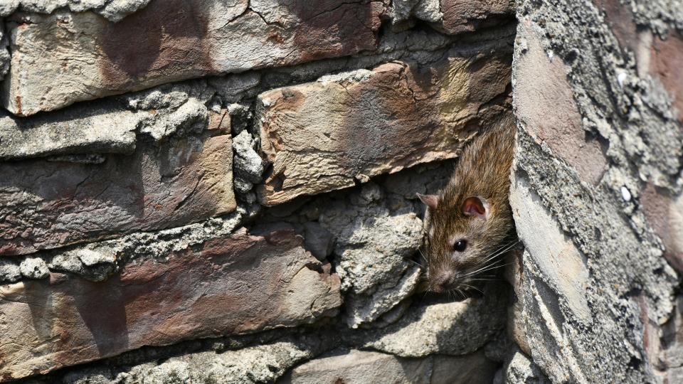 ongedierte muis huis beurs eigen huis